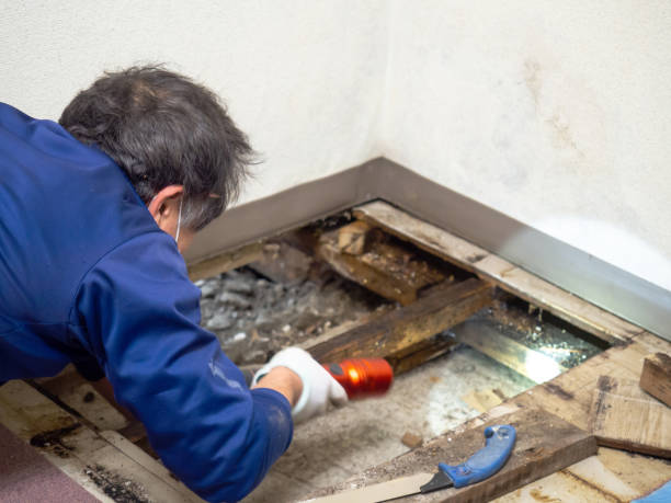 Best Toxic Mold Removal  in Mankato, MN