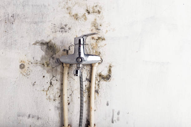 Home Mold Removal in Mankato, MN