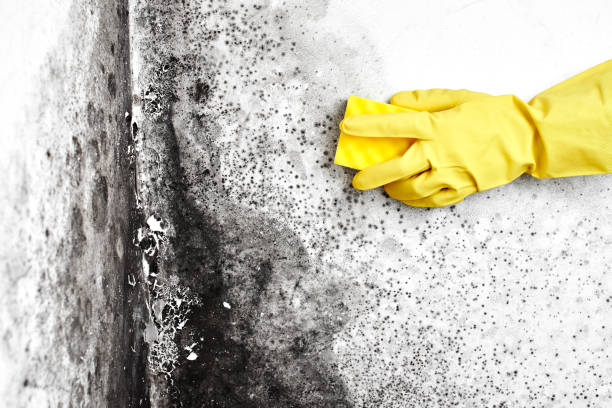 Best Mold Testing  in Mankato, MN
