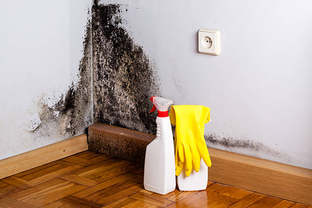 Office Mold Removal Services in Mankato, MN