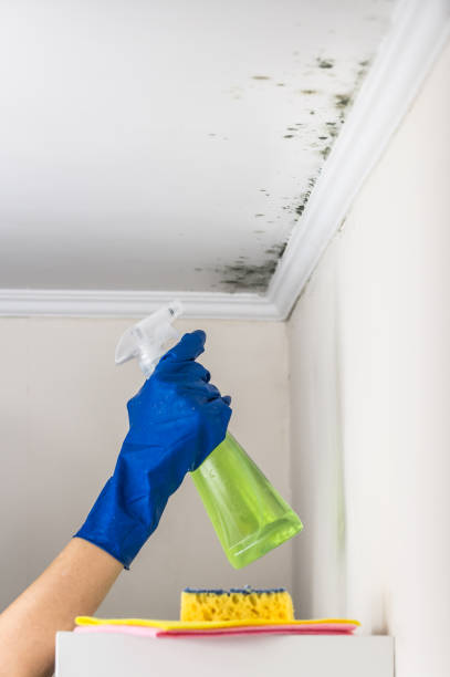 Best Emergency Mold Removal  in Mankato, MN